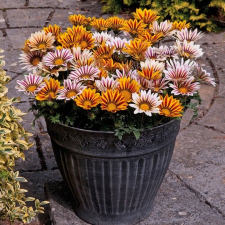 Gazania