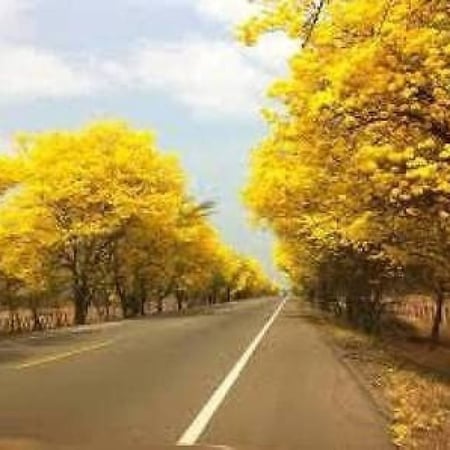 تابوبيا الذهبية Tabebuia Aurea