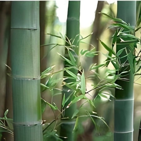 بذور البامبو العملاق