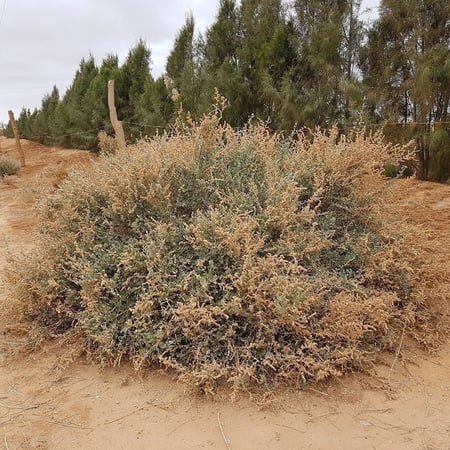 جملة 4000 بذرة من عشبة الرغل الرعوية