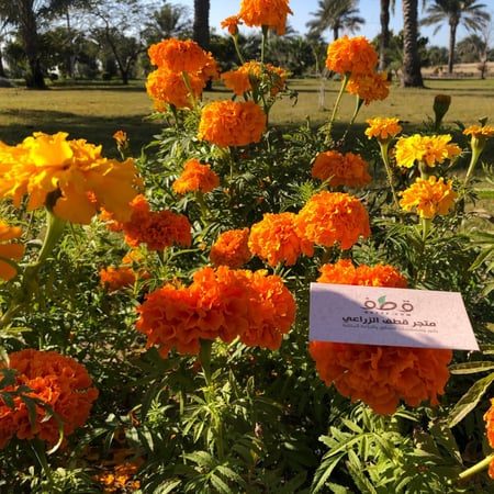 بذور زهرة القطيفة المخملية - Tagetes erecta
