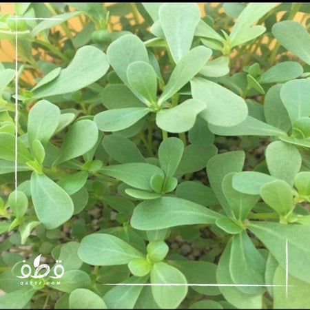 بذور الرجلة أو البقلة - Portulaca oleracea