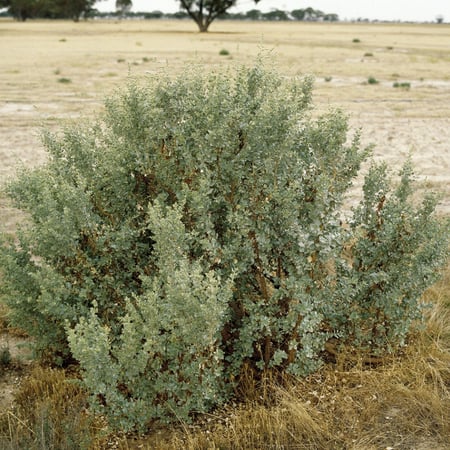 بذور الرغل الاسترالي العملاق