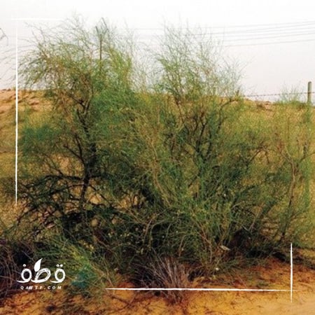 جملة 300 بذرة من شجرة الارطى