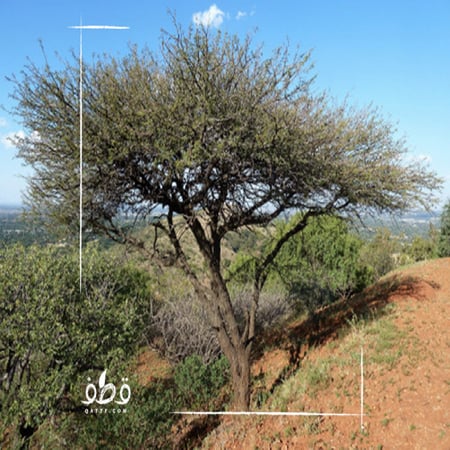 بذور  طلح أو سنط أو  قرض ملحي