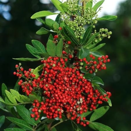 بذور الفلفل البيروفي عريض الأوراق  Schinus terebinthifolius