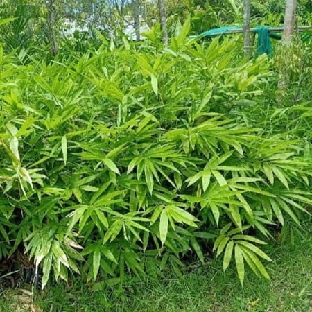 بذور البامبو العملاق