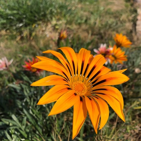 بذور زهرة جازانيا -