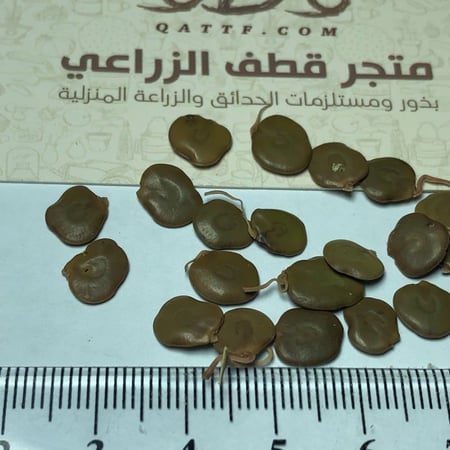 بذور قتاد