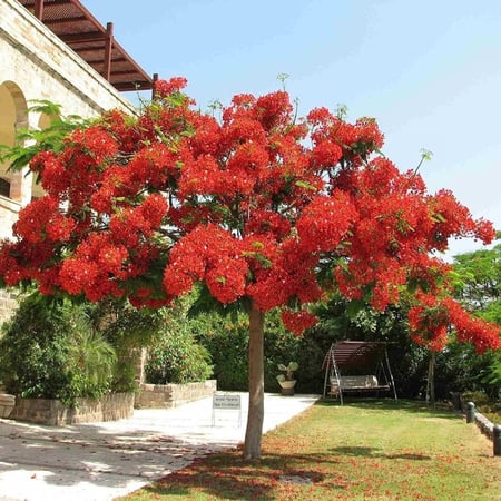 بذور بونسيانا حمراء - Delonix regia