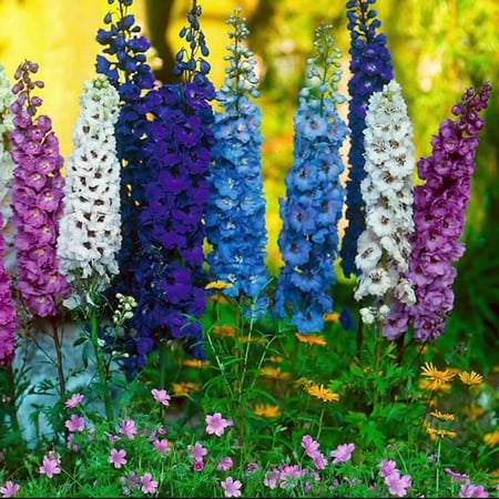 زهرة الدلفينيوم   العائق - Delphinium