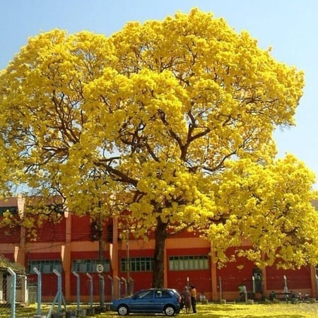 شجرة  تابوبيا الذهبية  Tabebuia Aurea