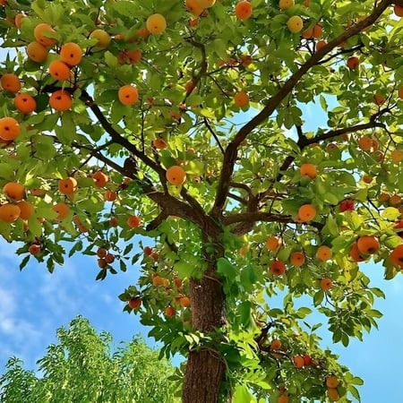 بذور فاكهة الكاكا الحلوة