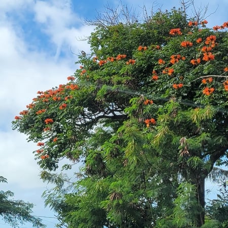 شجرة الخزامى التوليب الأفريقي