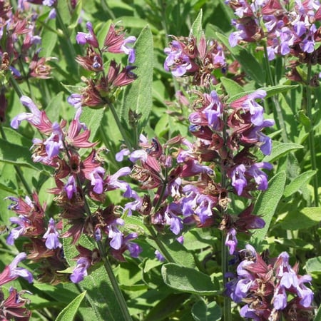 بذور الميرامية عريضة الأوراق - Salvia officinalis