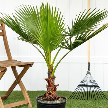 بذور نخيل الواشنطونيا Washingtonia