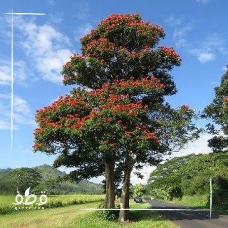 شجرة الخزامى التوليب الأفريقي  - Spathodea campanulata