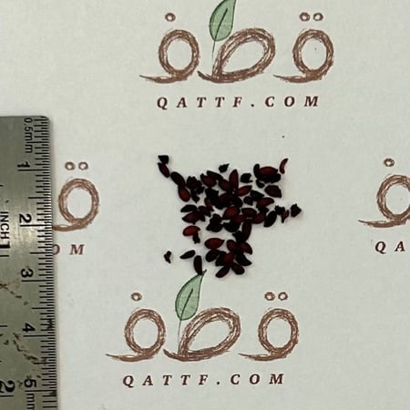 بذور التوت الاسود