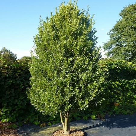 بذور شجرة الغار  الرند