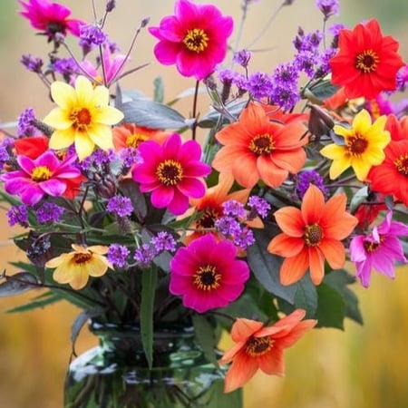 بذور زهور داليا  مكس Dahila Variabilis