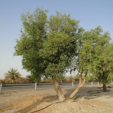 بذور الاراك - Salvadora Persica