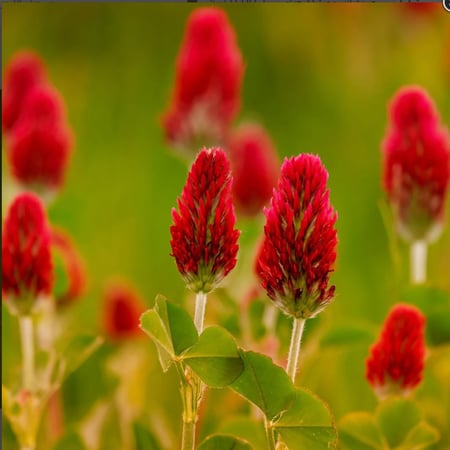 بذور نبات النفل الأحمر Trifolium Incarnatum