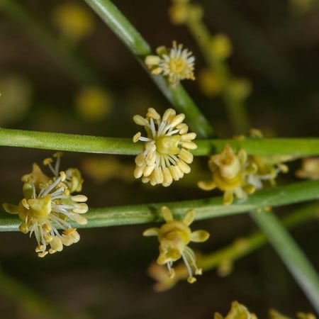 بذور شجيرة القرضي