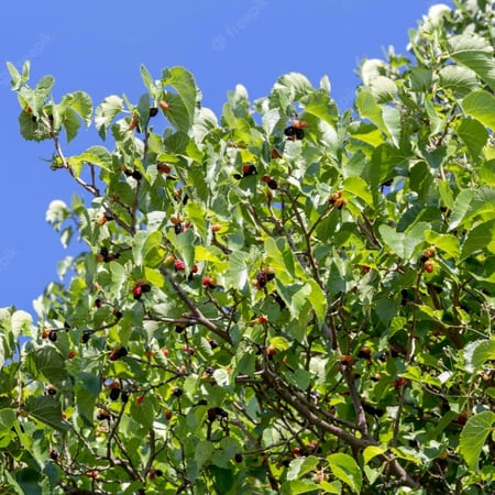 بذور التوت الشامي الأسود