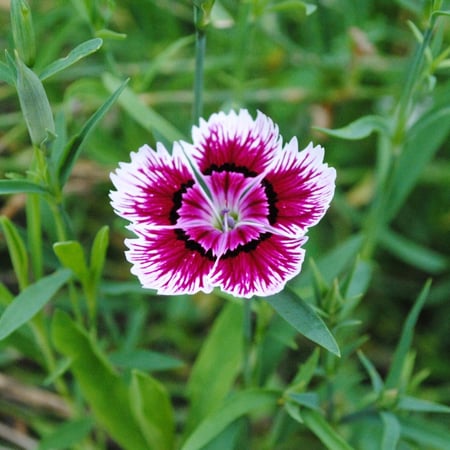 بذور القرنفل الصيني - ديانتس -Dianthus