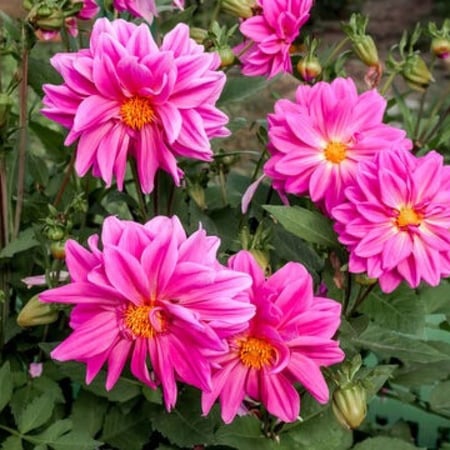 بذور  زهور داليا مكس