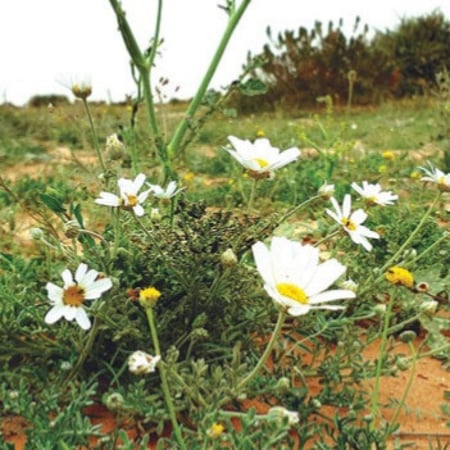 جملة 1000 بذرة من  قحويان الفياض