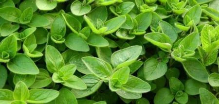 جملة 5000 بذرة من نبتة البردقوش