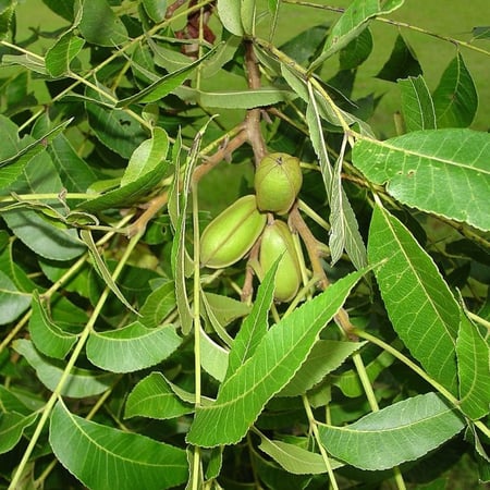 بذور شجرة جوز البيكان Carya illinoinensis