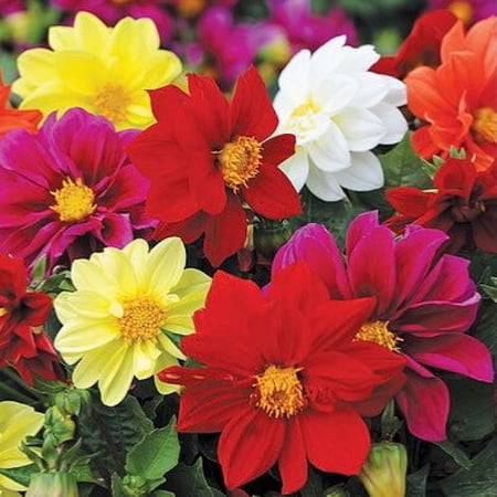 بذور  زهور داليا مكس