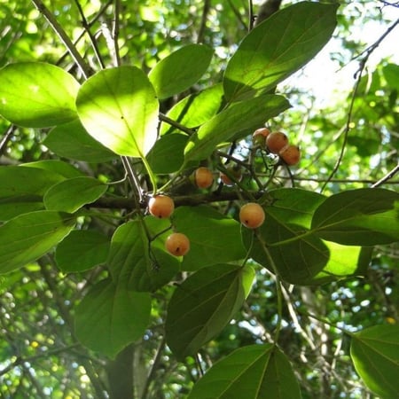 ثمرة البمبر