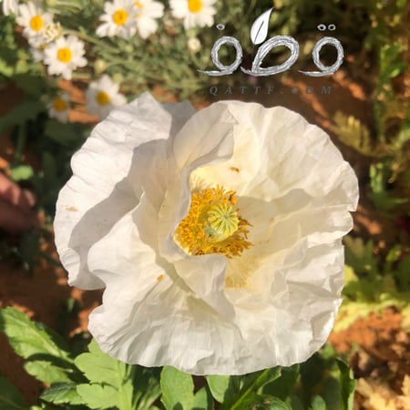 بذور ديدحان ابيض  papaver rhoeas