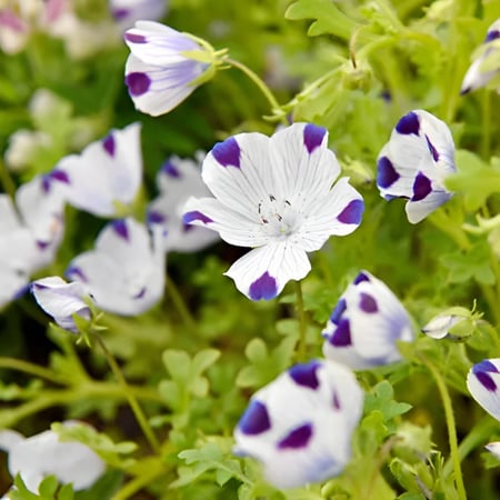 زهرة البقع الارجوانية