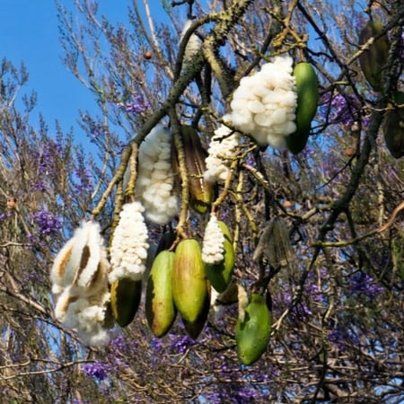 بذور القطن  الكابوك  - Ceiba Pentandra