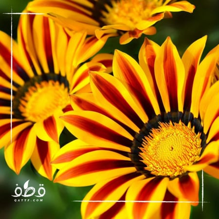 بذور زهرة جازانيا -  Gazania