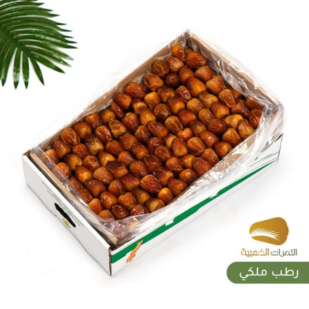 جالكسي كبير (3 كيلو)