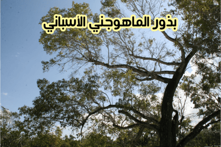 بذور الماهوجني الاسباني