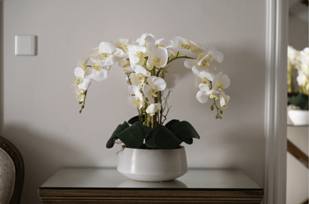 اوركيد 4 اغصان