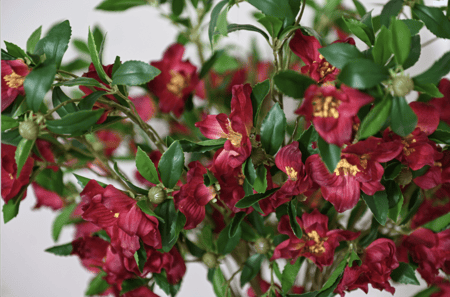 زهور الكاميليا ملمس طبيعي