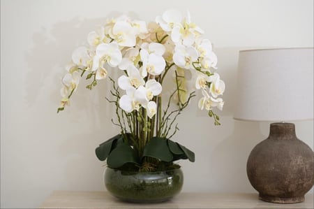 اوركيد 8  اغصان