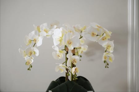 اوركيد 4 اغصان مع خشب طبيعي