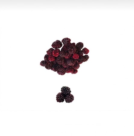 توت اسود