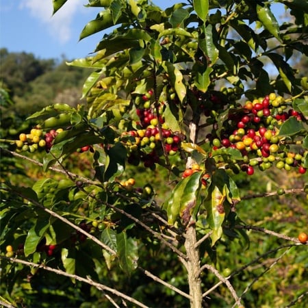 برازيل ساو باولو - جيشا | Sao Paulo