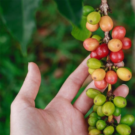 بلند صباح - جيشا | Morning Geisha