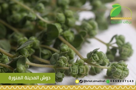 نعناع دوش المدينة