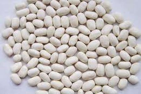 فاصولية بيضا